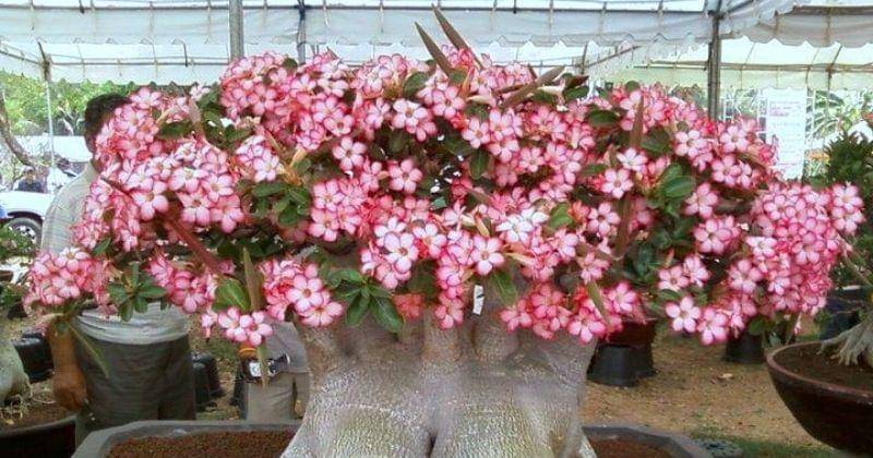 bonsaiempire.com/tree-species/adenium