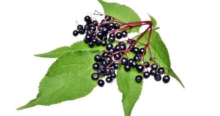 Nutraingredients-usa.com