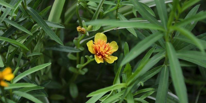 Pixabay/surrendernate