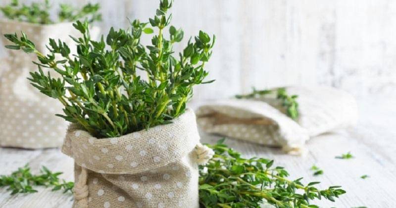 lemon thyme - Freepik