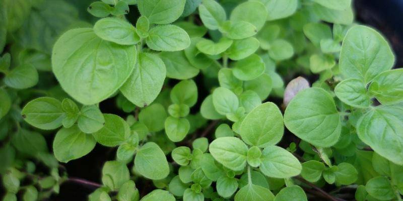 Pixabay/malvorlagen-seite-de