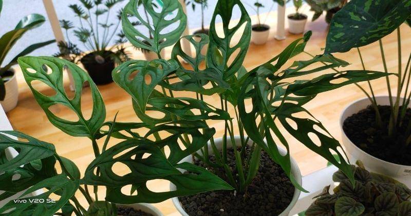 This article supported by vivo as Official Journalist Smartphone Partner IDN Media - Popmama.com/Putri Syifa N