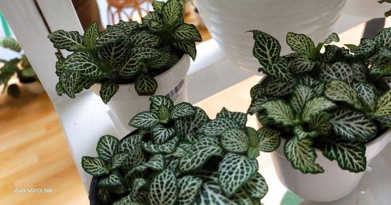 Buruan Borong, Inilah Prediksi Tanaman Hias yang Populer pada 2021