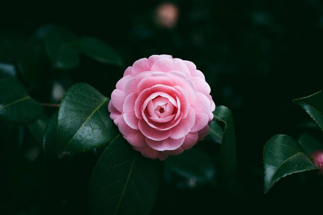 Unsplash/Masaaki Komori