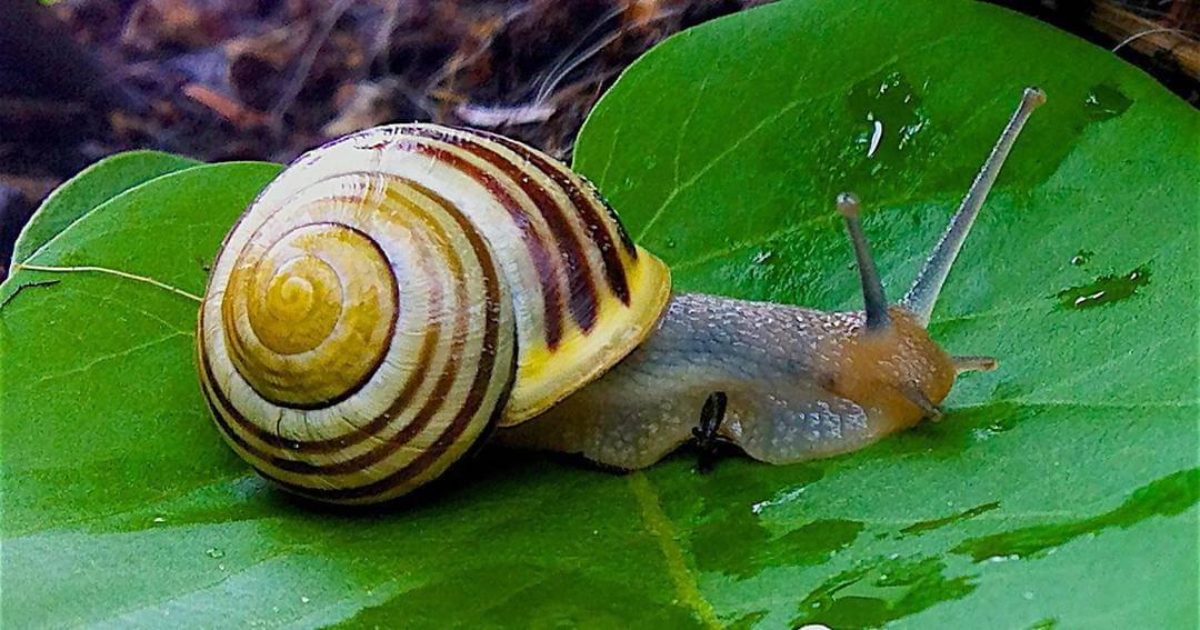 Pixabay/DorianKrauss