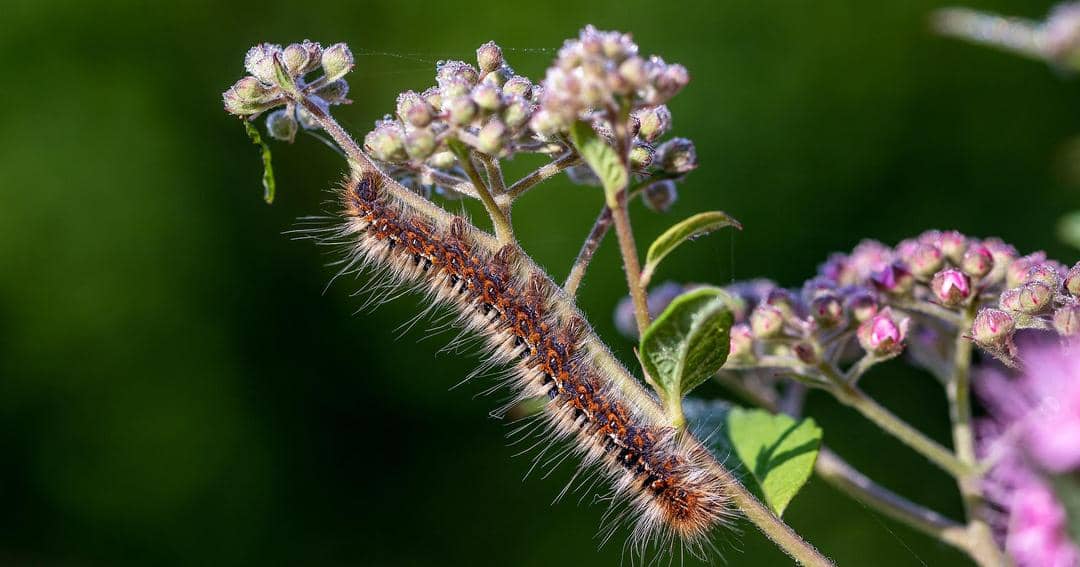 Pixabay/Myriams-Fotos