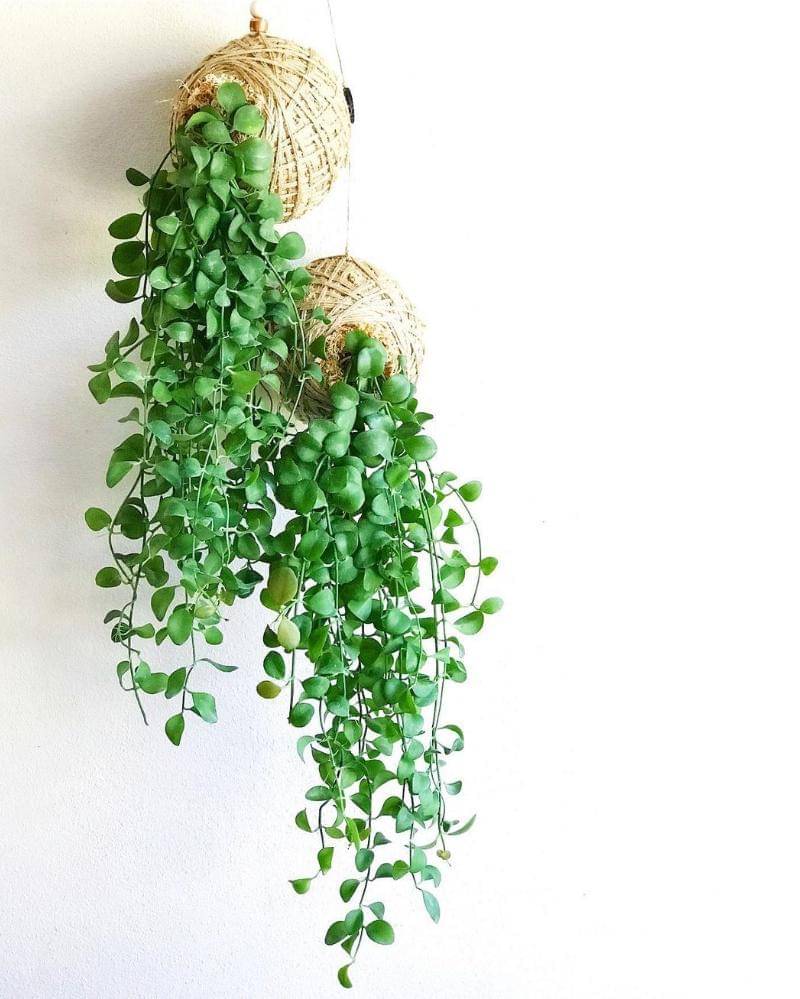 Instagram.com/arozona