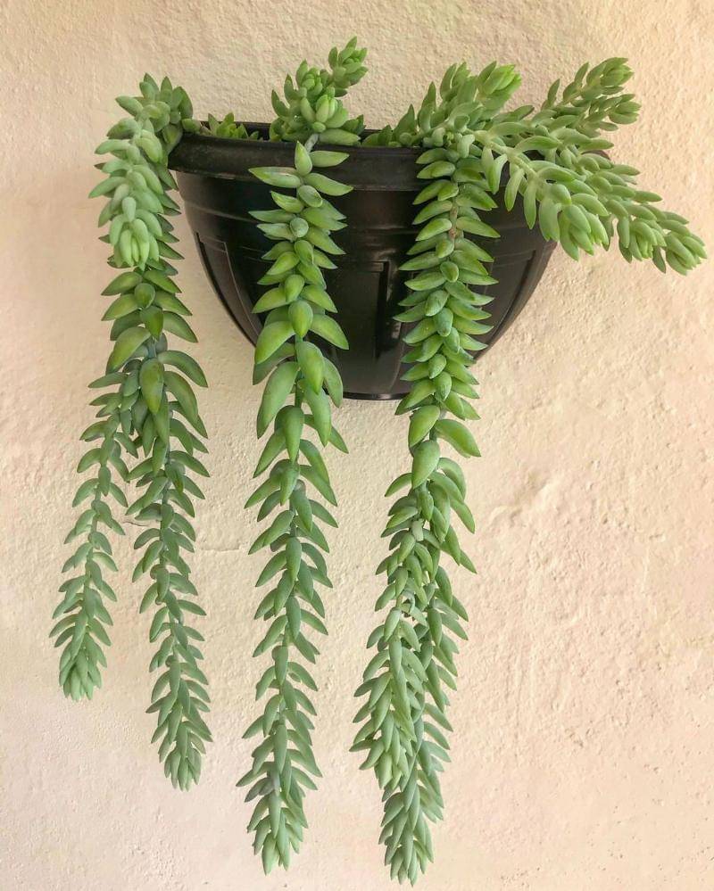 Insthram.com/Plantasdaary