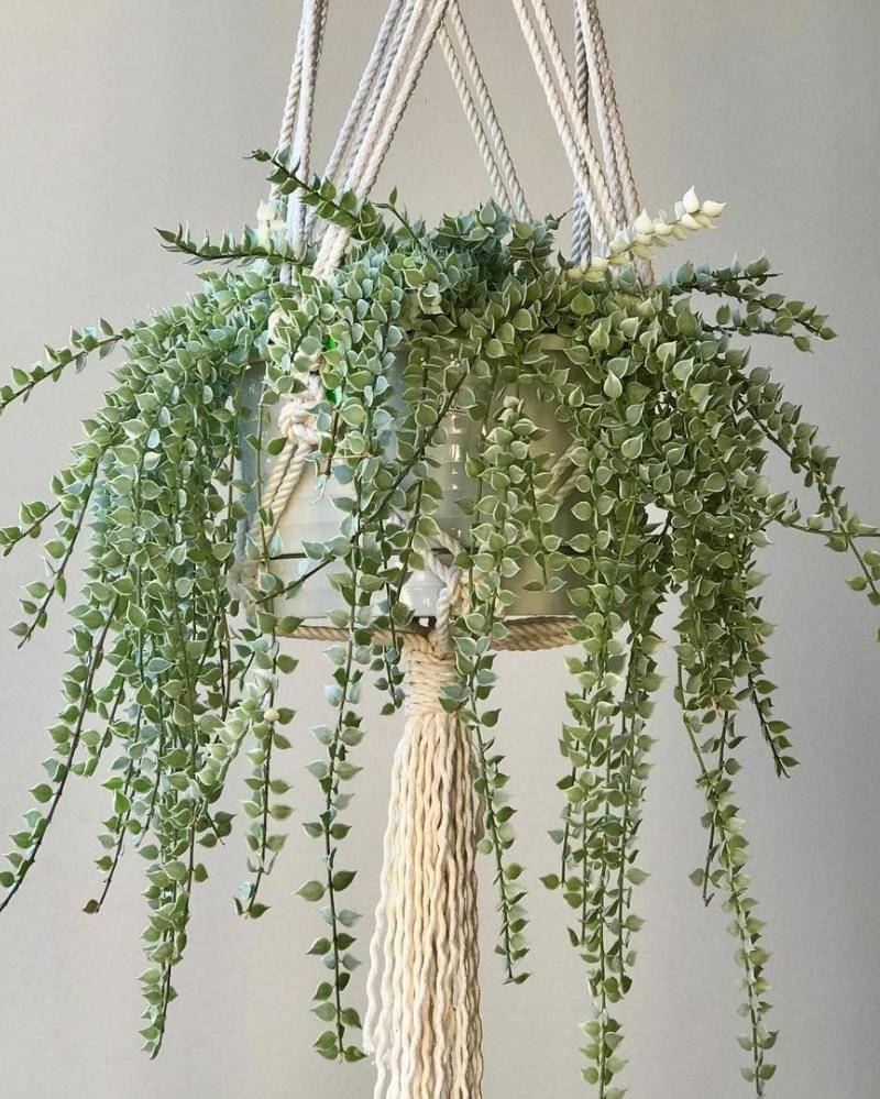 Instagram.com/ca_succulent_garden