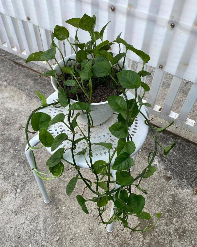 Instagram.com/sansanminigarden_pku