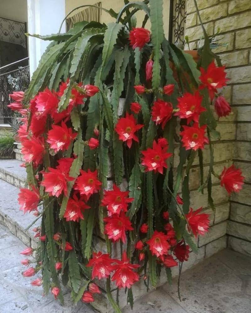 Instagram.com/cactus._world