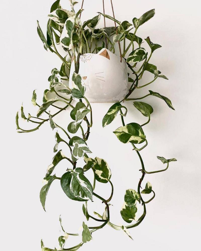 Instagram.com/jaromatise_plantes