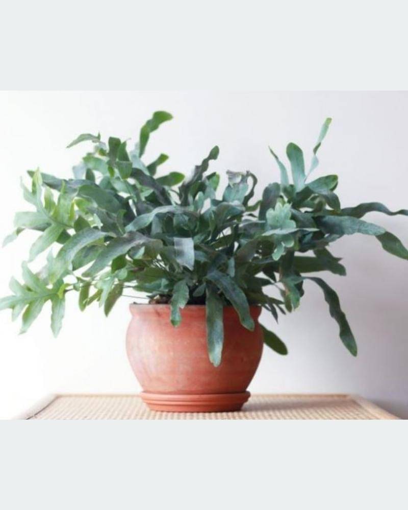 smartgardenguide.com