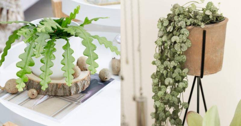 crocus.co.uk,planteromia.com