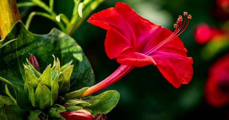 Instagram.com/lead_on_mcduff_