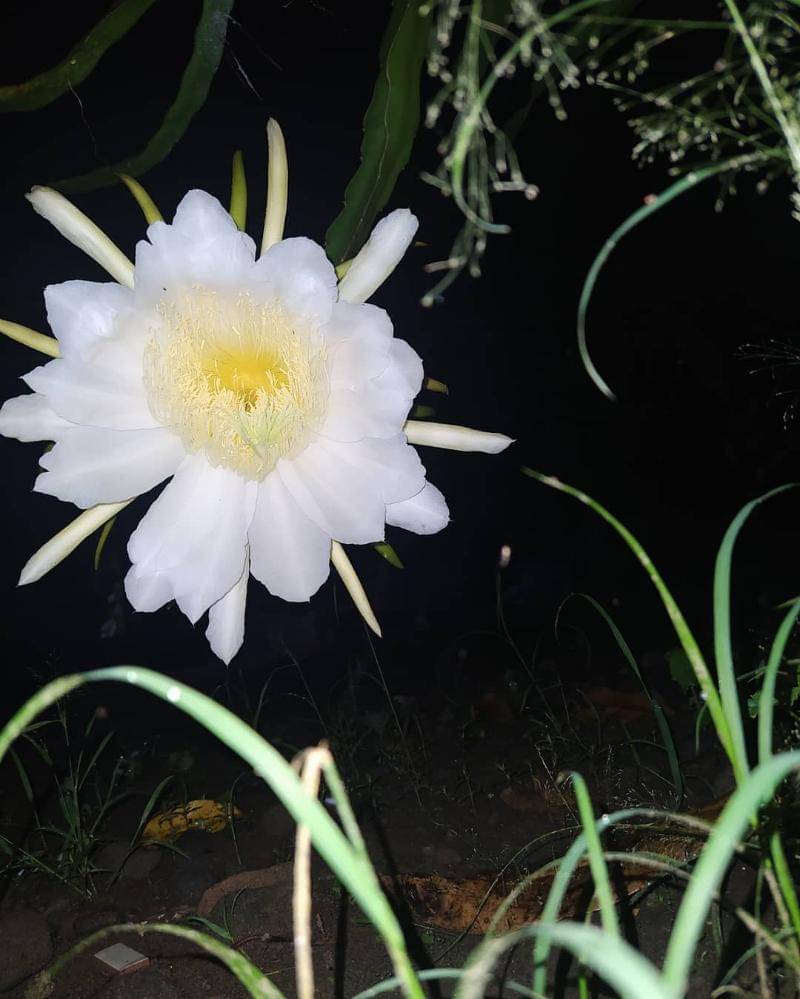 Instagram.com/tjokroningndas_official