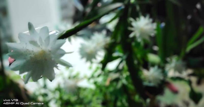 This article supported by vivo as Official Journalist Smartphone Partner IDN Media - Popmama.com/Onic Metheany