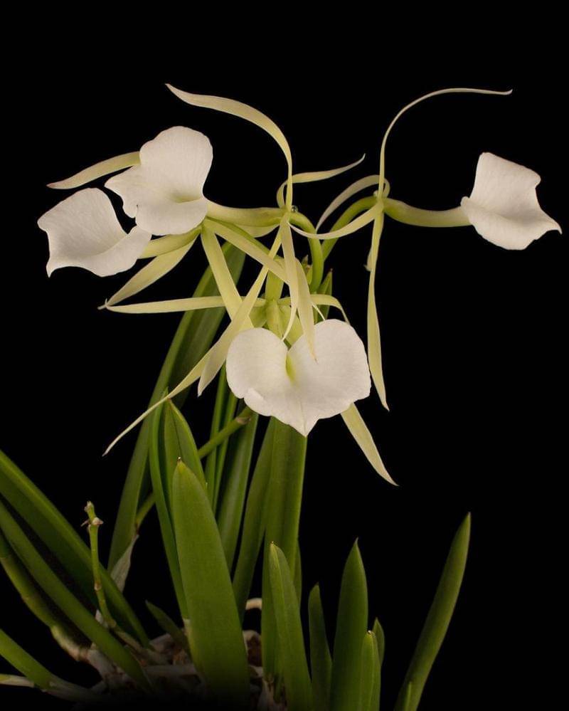 Instagram.com/millennialorchids