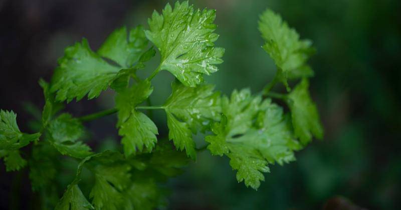 Unsplash/Erda Estremera