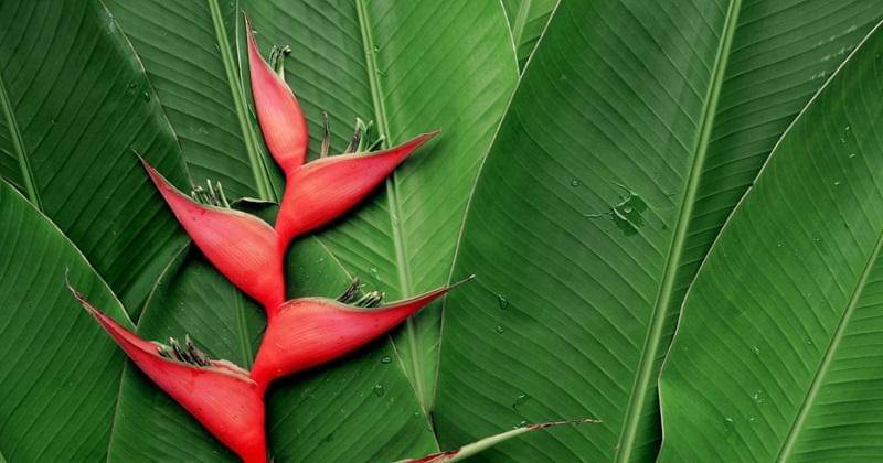 gardeningkhowhow.com