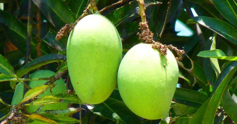 20 Manfaat Mangga untuk Ibu Hamil, Cegah Cacat Otak pada Janin