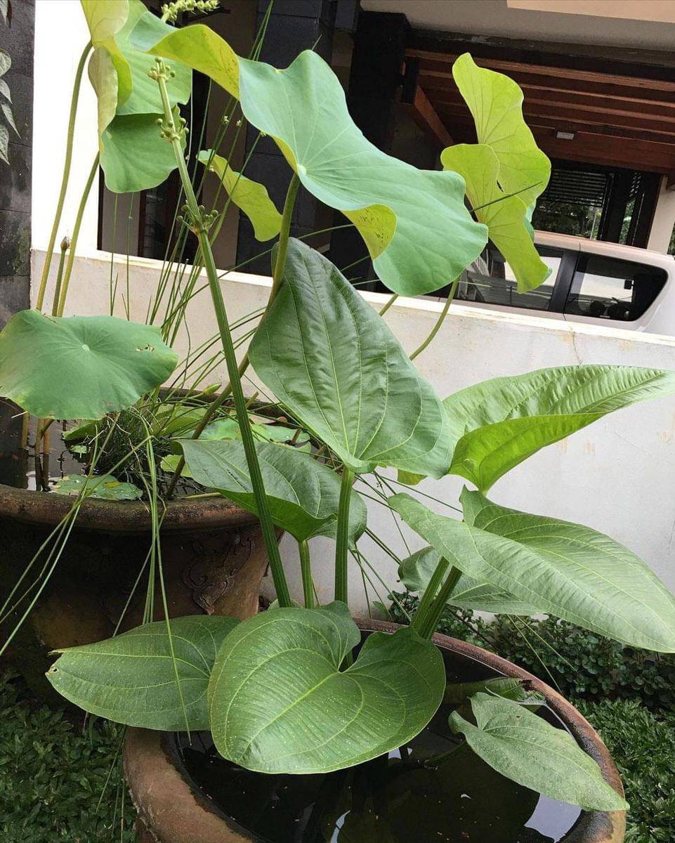 Instagram.com/meidianahutomo