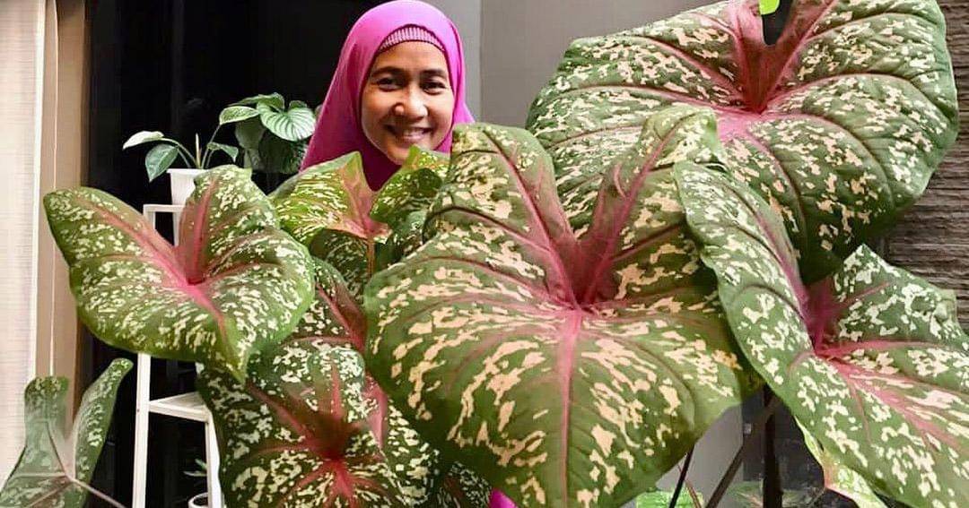 Instagram.com/meidianahutomo