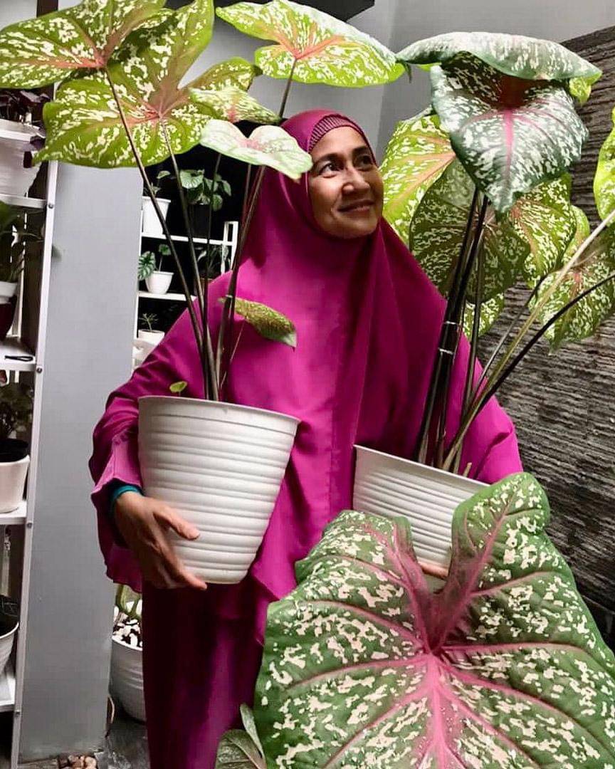 Instagram.com/meidianahutomo