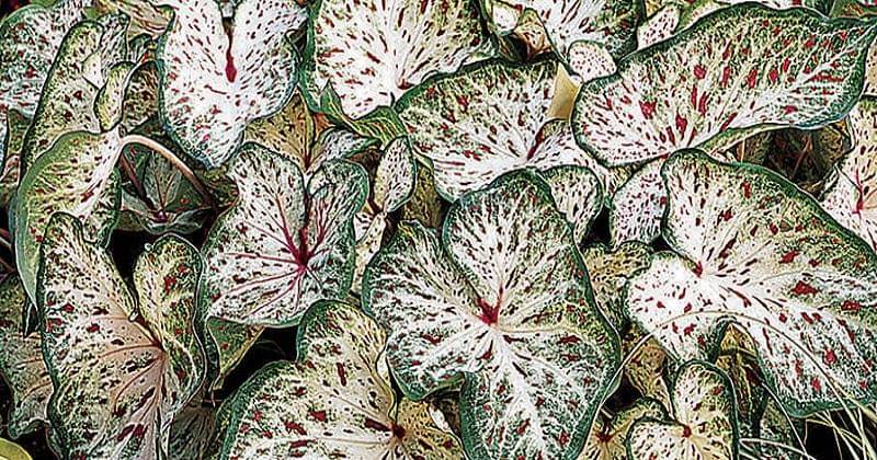 jacksonandperkins.com