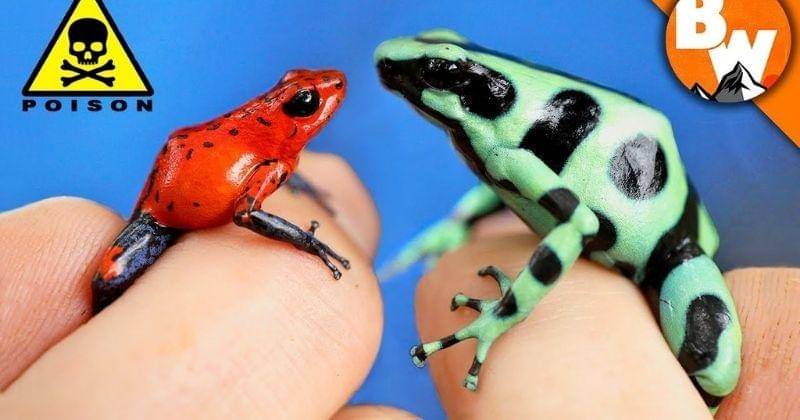 Youtube.com/Brave Wilderness