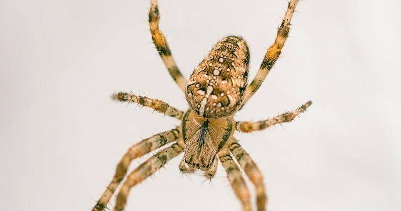 unsplash/Alexandre Debiève