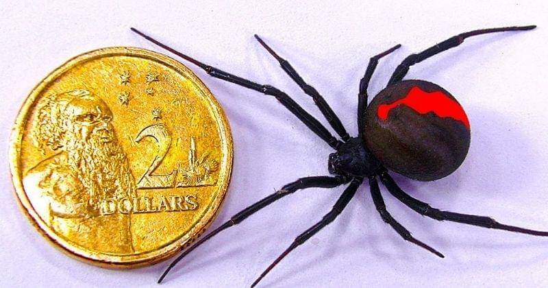 Youtube.com/leokimvideo