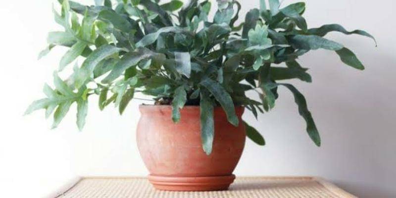 smartgardenguide.com