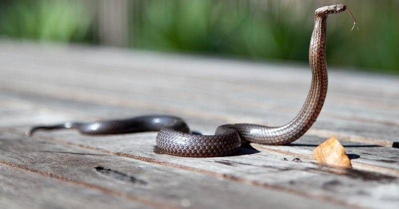 Pexels/mark broadhurst