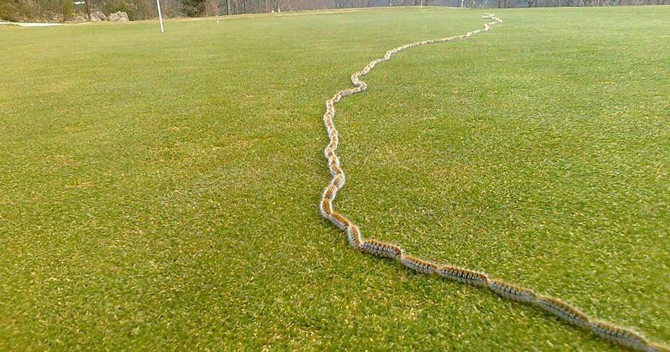 Anglophone-direct.com