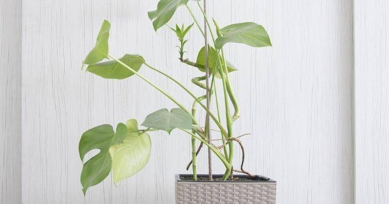 Pixabay/brbrgraphics