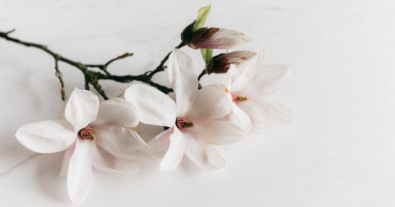 Pexels/Karolina Grabowska