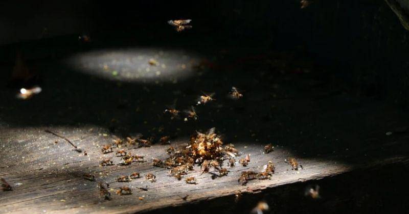 Unsplash/Marcus Dall Col