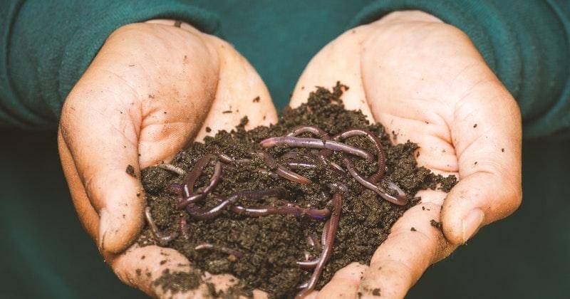 Pexels/Sippakorn Yamkasikorn