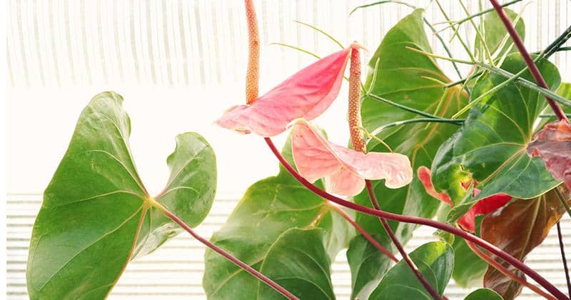 Ilustrasi - Pexels/Madison Inouye  