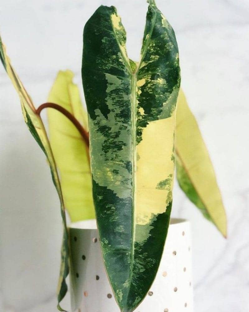 ilustrasi - Pinterest.com/Plants Bank 