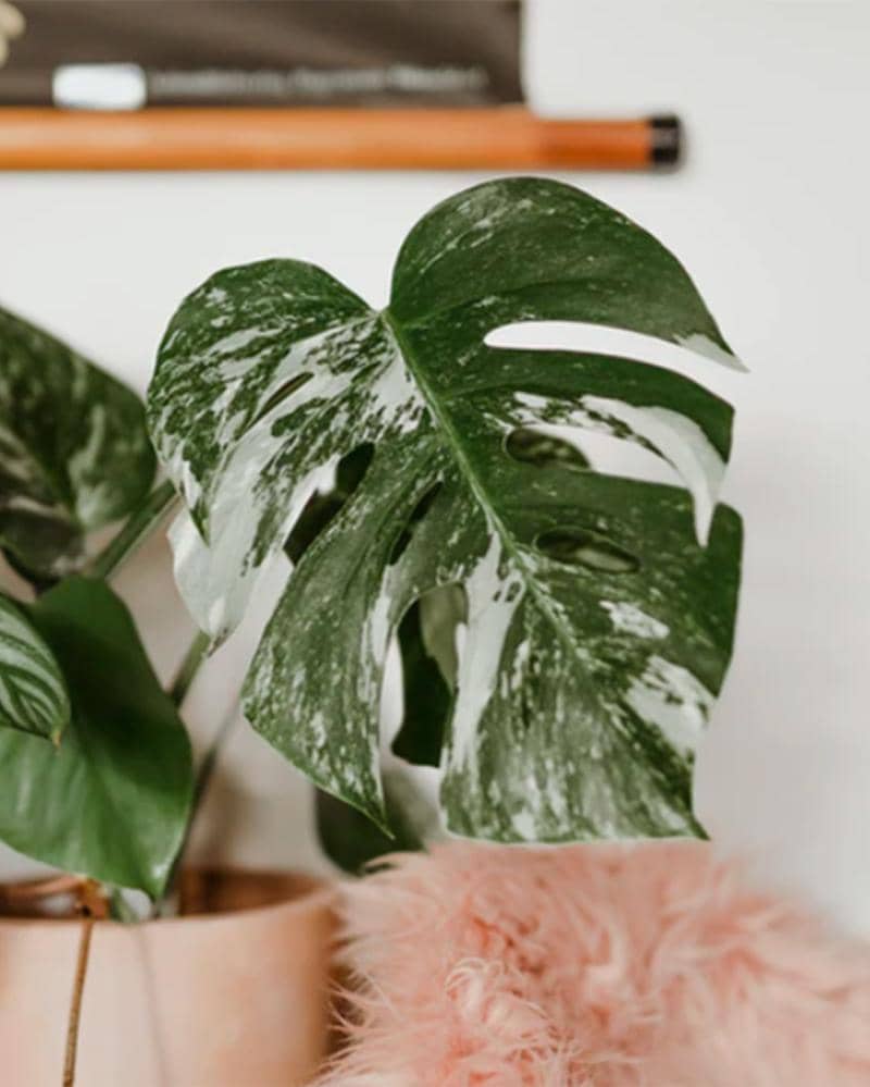 Unsplash/magali_merzougui