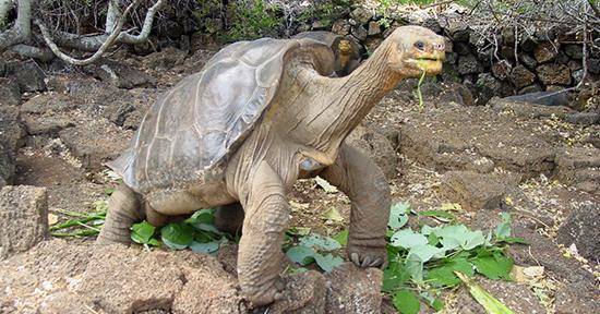 Galapagos.org