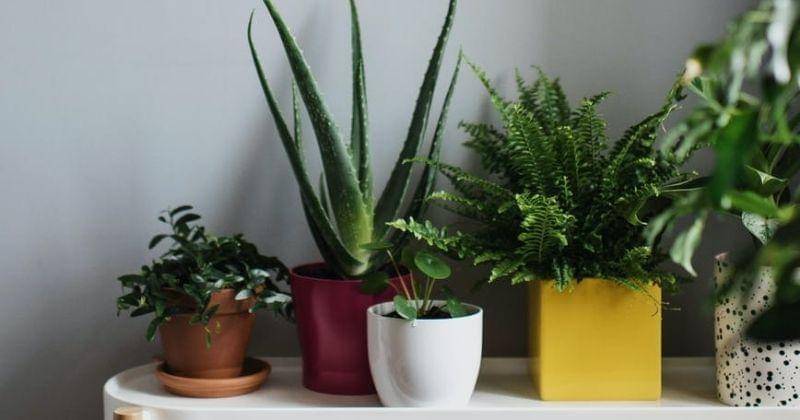 Pexels/Ksenia Chernaya