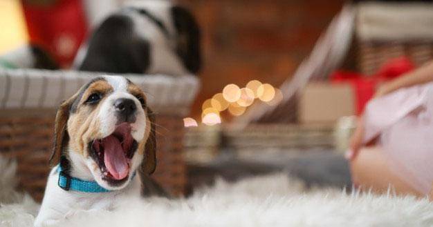 Freepik/Racool-studio