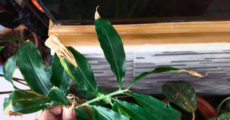 Popmama.com/Onic Metheany