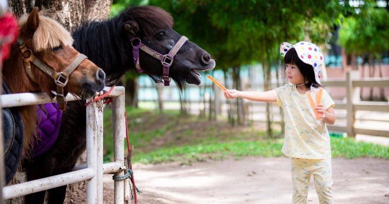Shutterstock/Seahorse Photo in BKK