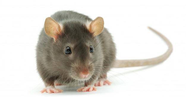 Freepik/Pakhnyushchyy