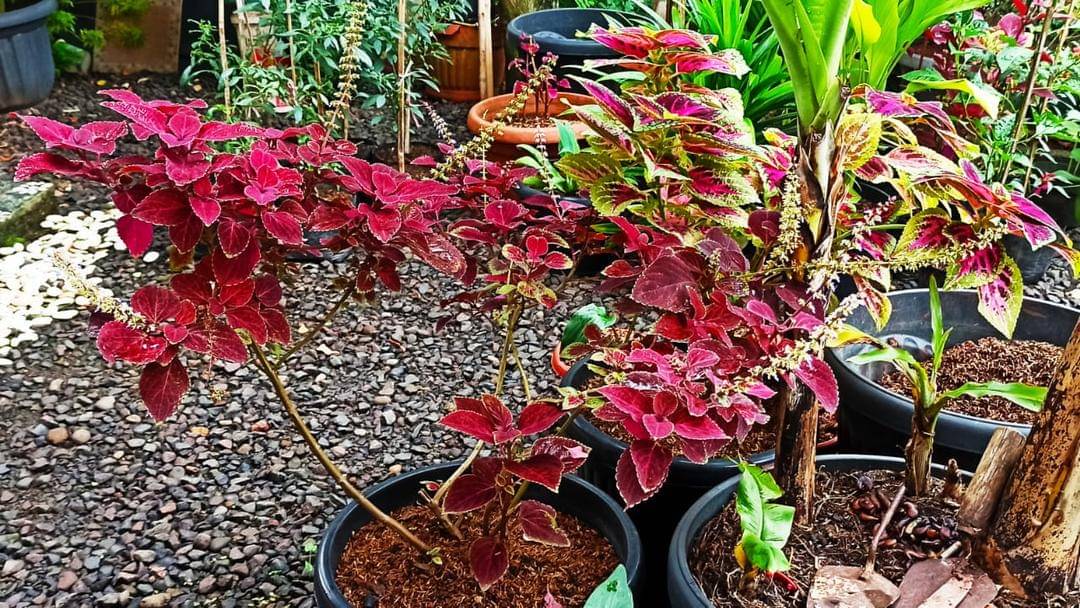 Popmama.com/Novy Agrina