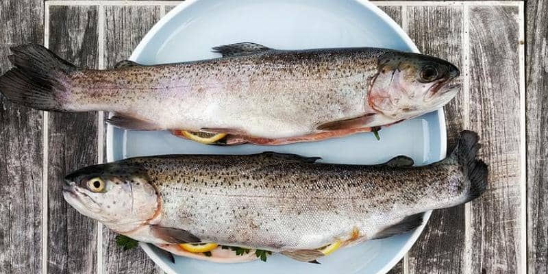 Unsplash/Gregor Moser